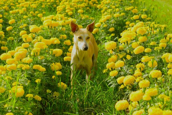 dog surrounds with flower